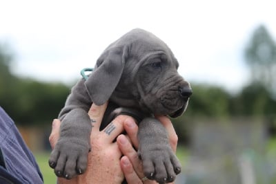 Les chiots de Dogue allemand