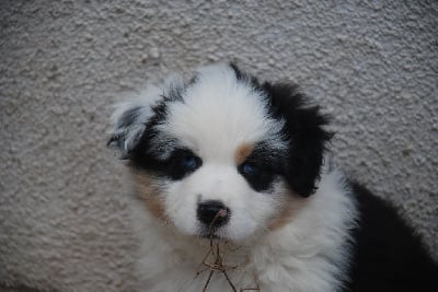 Les chiots de Berger Américain Miniature 