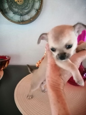 Les chiots de Chihuahua