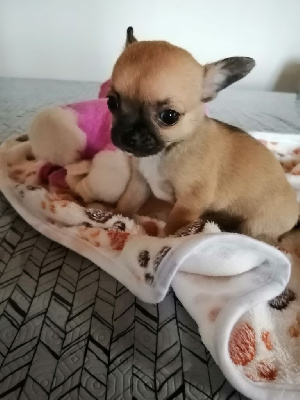 Les chiots de Chihuahua