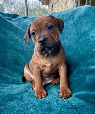 Les chiots de Staffordshire Bull Terrier