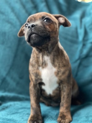 Les chiots de Staffordshire Bull Terrier