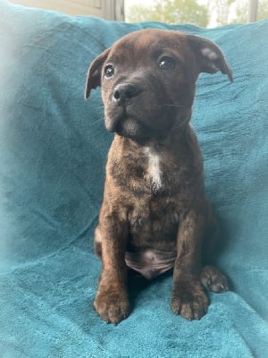 Les chiots de Staffordshire Bull Terrier