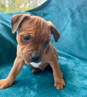 Les chiots de Staffordshire Bull Terrier