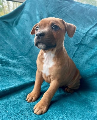 Les chiots de Staffordshire Bull Terrier