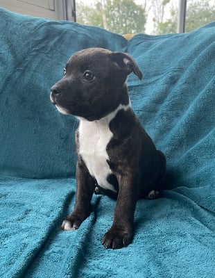 Les chiots de Staffordshire Bull Terrier