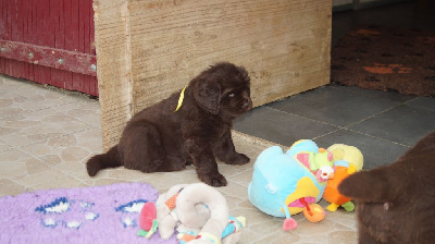 Les chiots de Terre-neuve