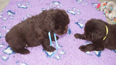 Les chiots de Terre-neuve