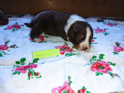 Les chiots de Berger Australien