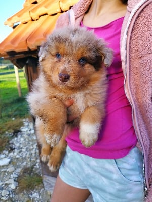 Les chiots de Berger Australien