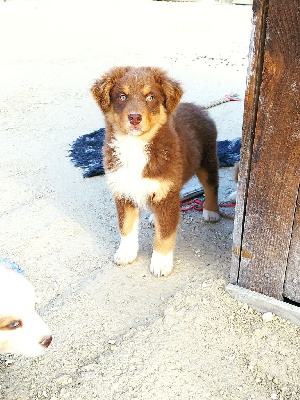 Les chiots de Berger Australien