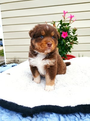 Les chiots de Berger Australien