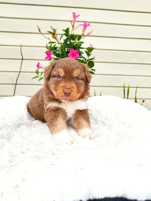 Les chiots de Berger Australien