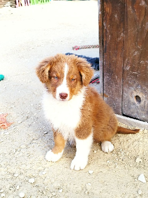 Les chiots de Berger Australien