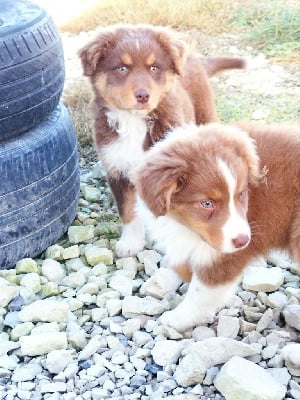 Les chiots de Berger Australien