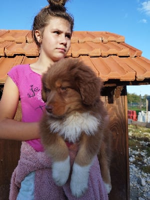 Les chiots de Berger Australien