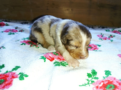 Les chiots de Berger Australien