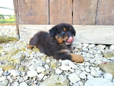 Les chiots de Berger Australien