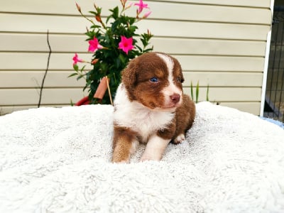 Les chiots de Berger Australien