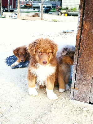 Les chiots de Berger Australien