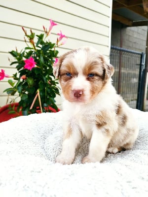 Les chiots de Berger Australien