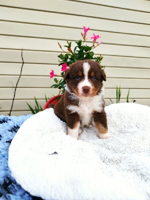 Les chiots de Berger Australien