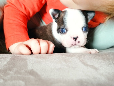 Les chiots de Boston Terrier