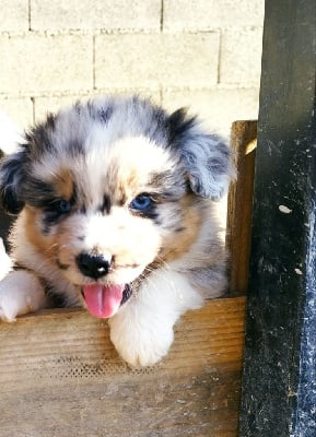 Les chiots de Berger Australien