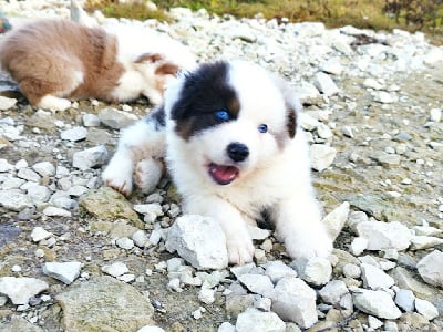 Les chiots de Berger Australien