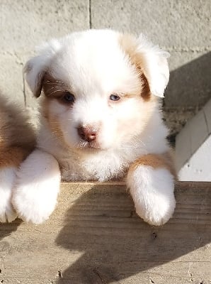 Les chiots de Berger Australien