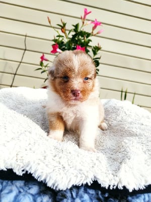 Les chiots de Berger Australien