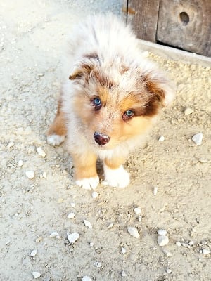 Les chiots de Berger Australien