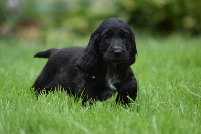 Les chiots de Cocker Spaniel Anglais