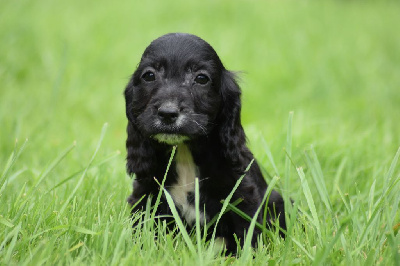 Les chiots de Cocker Spaniel Anglais