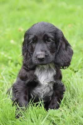 Les chiots de Cocker Spaniel Anglais