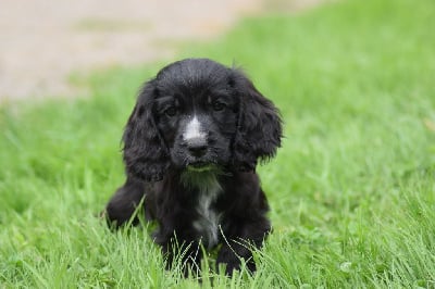 Les chiots de Cocker Spaniel Anglais