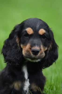 Les chiots de Cocker Spaniel Anglais