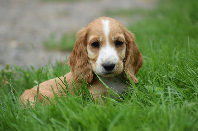 Les chiots de Cocker Spaniel Anglais