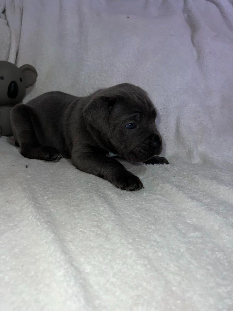 Mâle bleu - Collier bleu ciel - Cane Corso