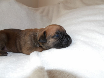 Les chiots de Cane Corso