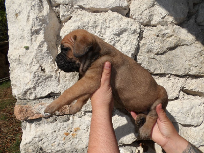 Les chiots de Cane Corso