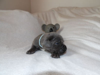 Les chiots de Cane Corso