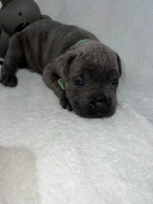 femelle bleue bringé - collier vert - Cane Corso