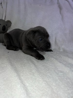 Les chiots de Cane Corso