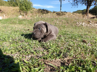 Les chiots de Cane Corso