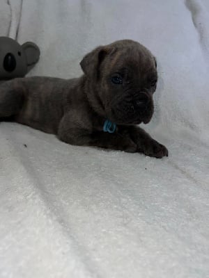 Les chiots de Cane Corso