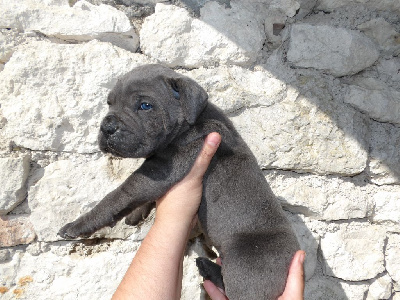 Les chiots de Cane Corso