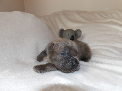 Les chiots de Cane Corso