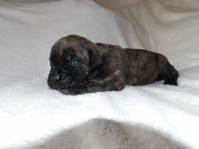 Les chiots de Cane Corso