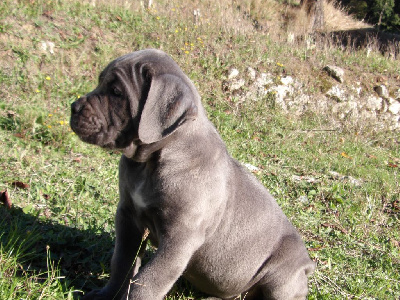 Les chiots de Cane Corso